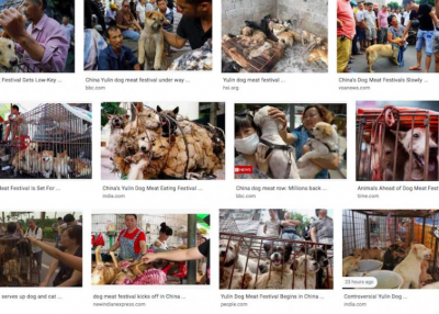 Amid COVID-19 outbreak, China's dog meat festival begins