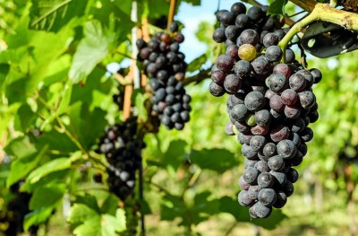 Kashmir shining: Better infrastructure under Rashtriya Krishi Vikas Yojana boosts grape production in Ganderbal