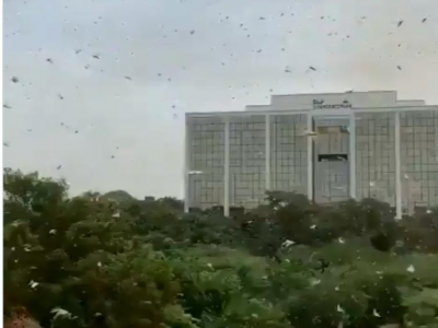Administration on alert after locust swarms reach Gurugram, outside of Delhi