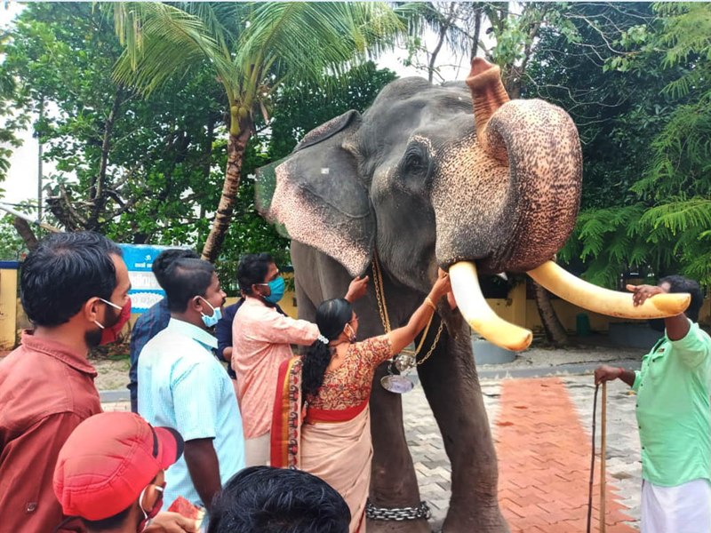 Feeding of elephant in Kollam