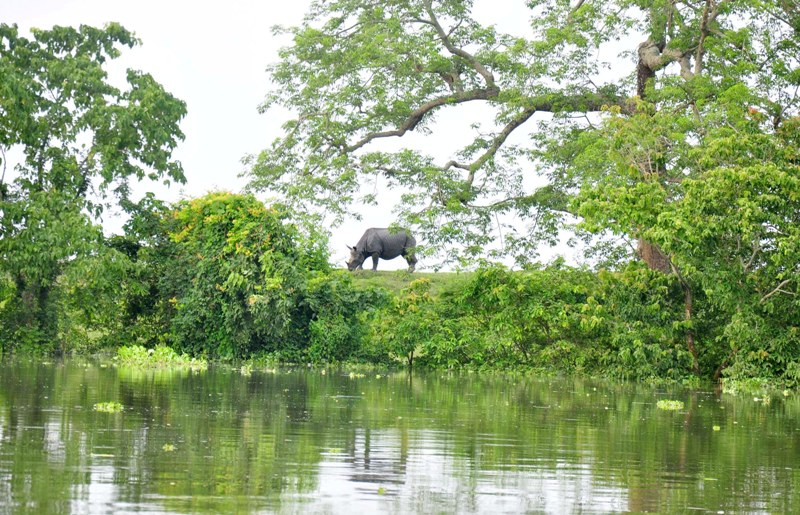 Flood water in Assam's Kaziranga