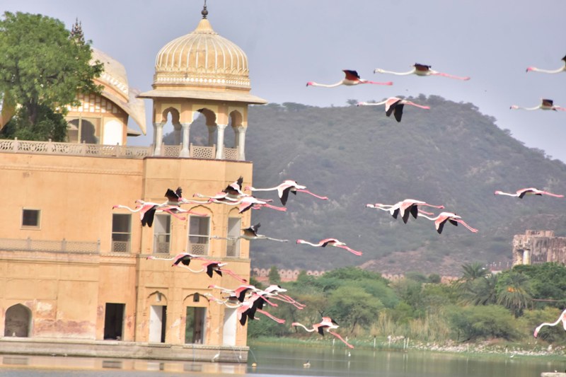 Flamingoes in Jaipur