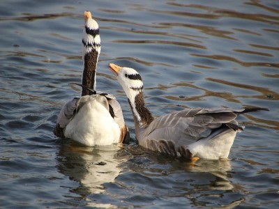 1800 migratory birds dead in Pong Dam area in Himachal Pradesh; state on high alert