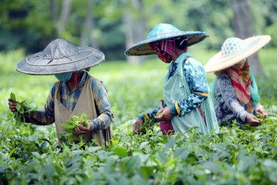 A view of workers at Agartala tea garden to observe International Tea Day