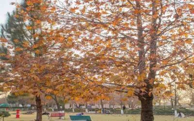 Jammu and Kashmir: UFD Srinagar observes Chinar Day