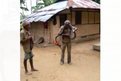 Assam: 60-year-old man dies of king cobra bite while he was playing with it