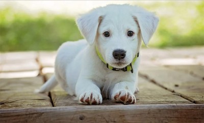 Hundreds take to the streets protesting against dog killing in Nepal