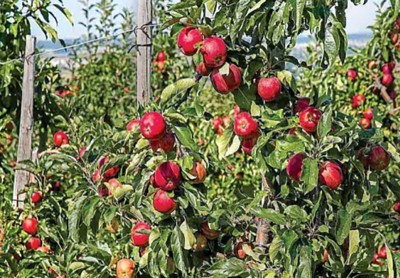 Kashmir: 5,500 hectares to come under Modified High-Density Plantation