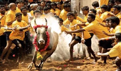 Supreme Court lifts ban on bull race