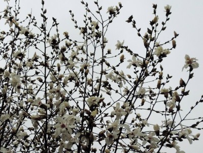 Pratap Park in Srinagar