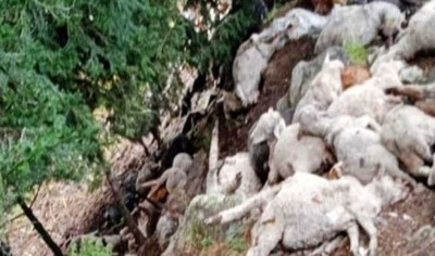 2 nomads injured, dozens of sheep killed in cloudburst in Ganderbal today