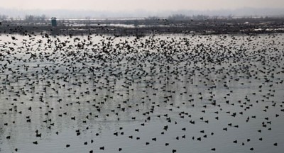 Action plan laid out for the conservation of wetlands in Kashmir