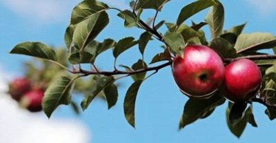 Jammu and Kashmir: Over 50 apple trees axed by unidentified persons in Kupwara