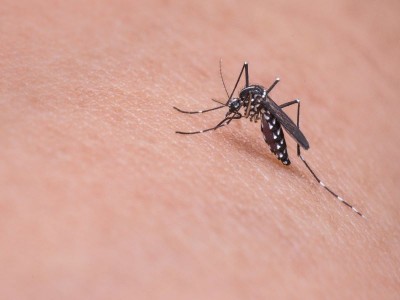 Kerala on alert after 14 cases of Zika virus surface