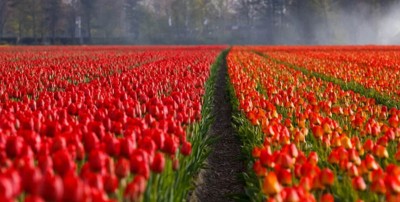 Jammu and Kashmir: 5-day Tulip festival to begin from April 3