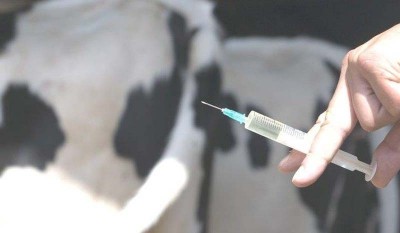 2.66 lakh female calves to be vaccinated in Jammu and Kashmir against 'Brucellosis'  