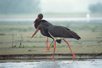 Himachal Pradesh: Bird Flu outbreak at Pong Dam appears contain