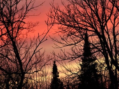 Jammu and Kashmir:  5 lakh trees to be planted in capital cities