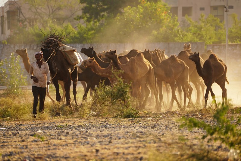Camel herders on way to annual Pushkar fair in Rajasthan