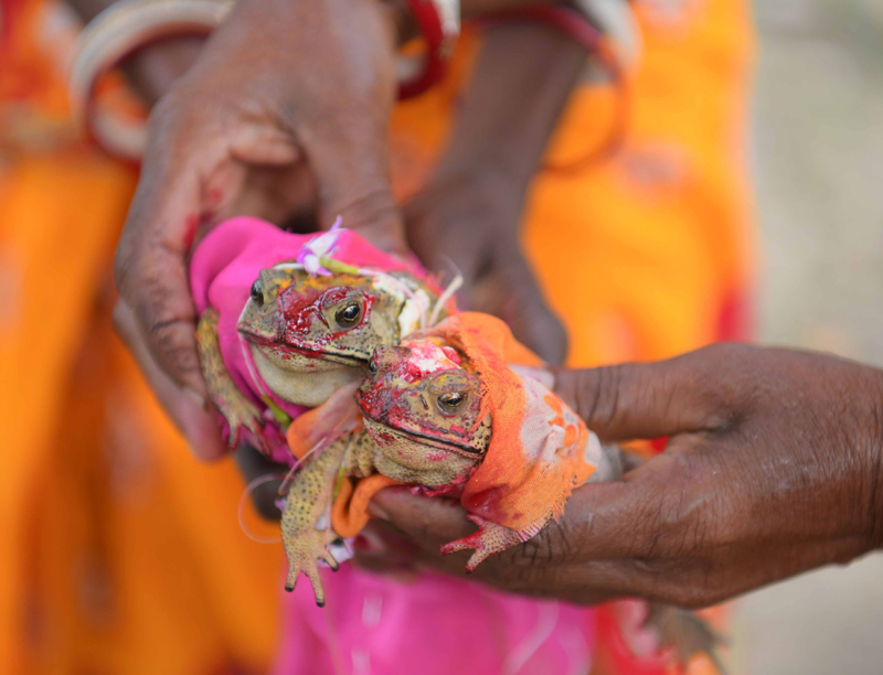 Workers of Durgabari Tea Garden in Agartala hold a pair of frogs in prayers for rain