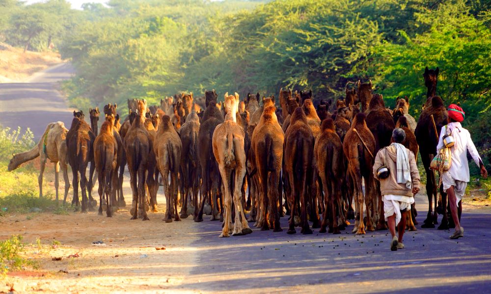 Camel traders cluster in annual Pushkar fair in Rajasthan