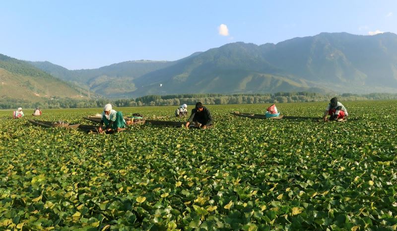 Chestnut collection in Kashmir’s Wular Lake