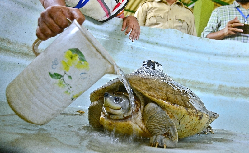 West Bengal's Sundarban celebrates World Turtle Day