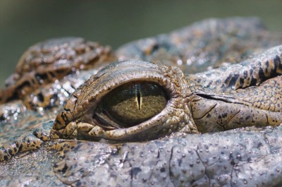 Australia: Teenager Zefha Butcher is attacked by crocodile, he fights back