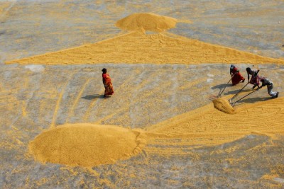 Centre's paddy procurement crosses 700 lakh tonne in 2022-23 kharif marketing season