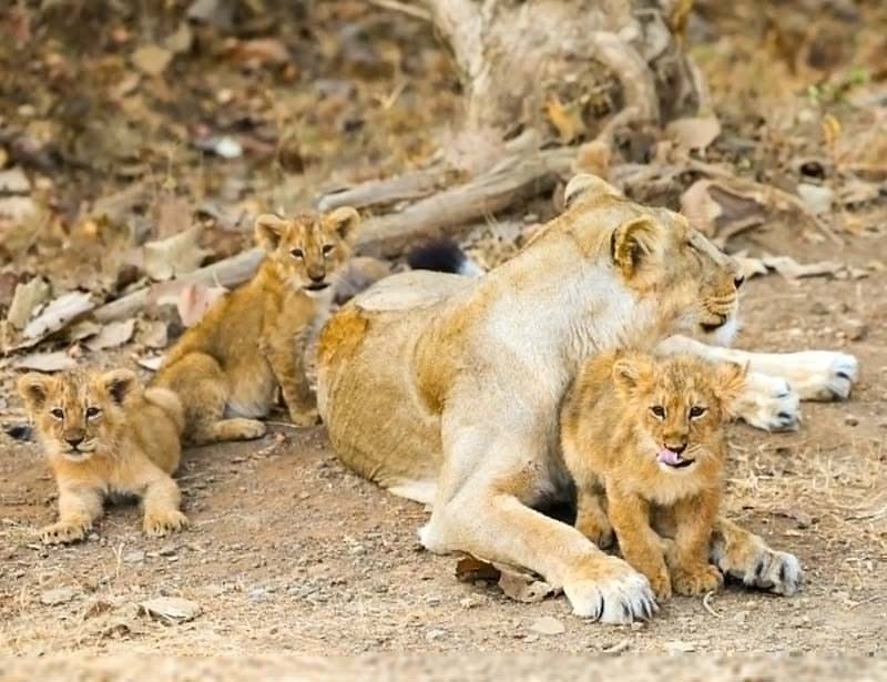 PM Modi captures Asiatic lions on camera during Gir forest safari on World Wildlife Day