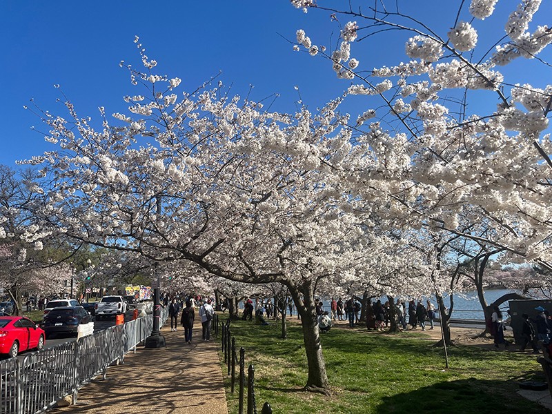 Cherry Blossom Rush In Washington DC