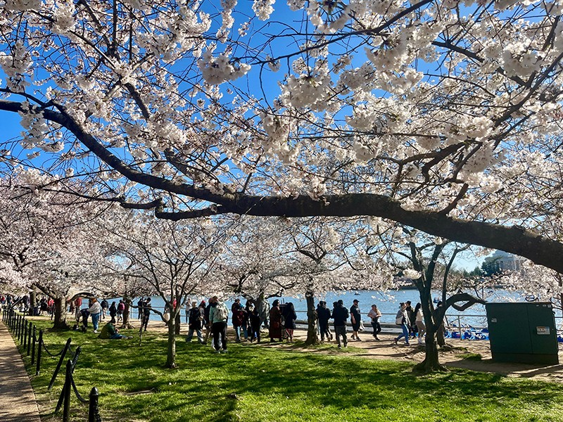 Cherry Blossom Rush In Washington DC