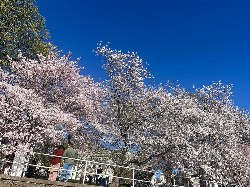 Cherry Blossom Rush In Washington DC