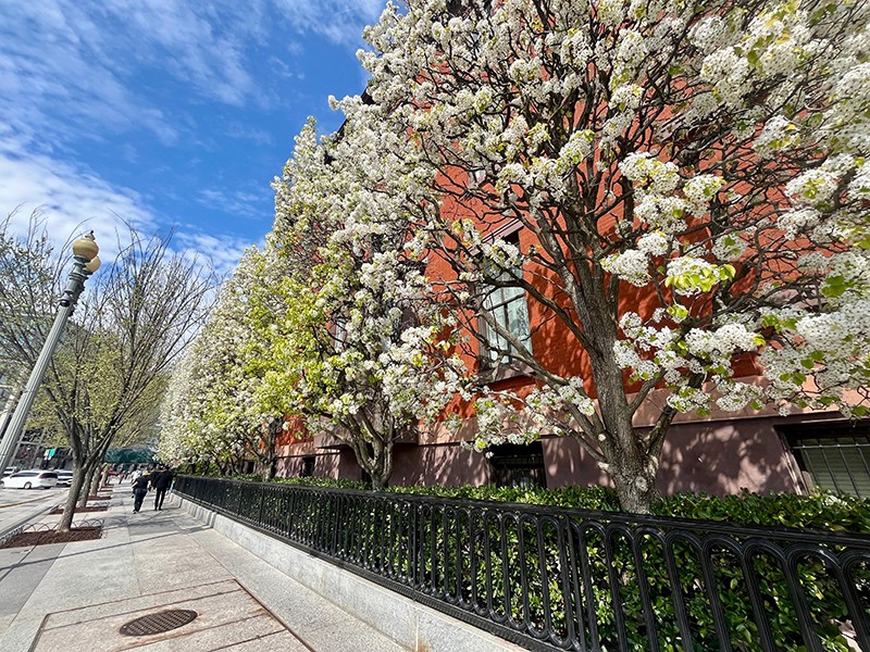 Cherry Blossom Rush In Washington DC