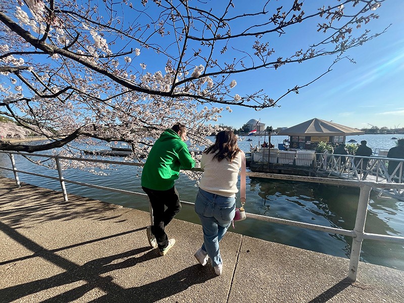 Cherry Blossom Rush In Washington DC