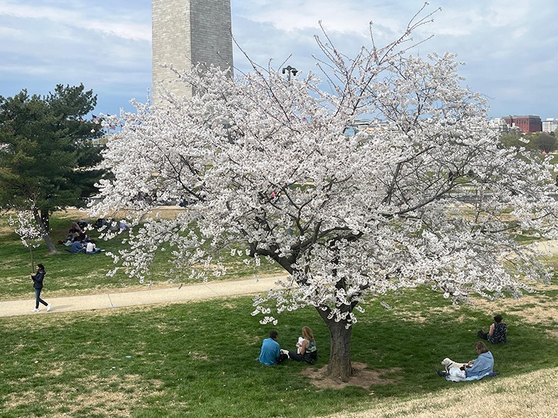 Cherry Blossom Rush In Washington DC
