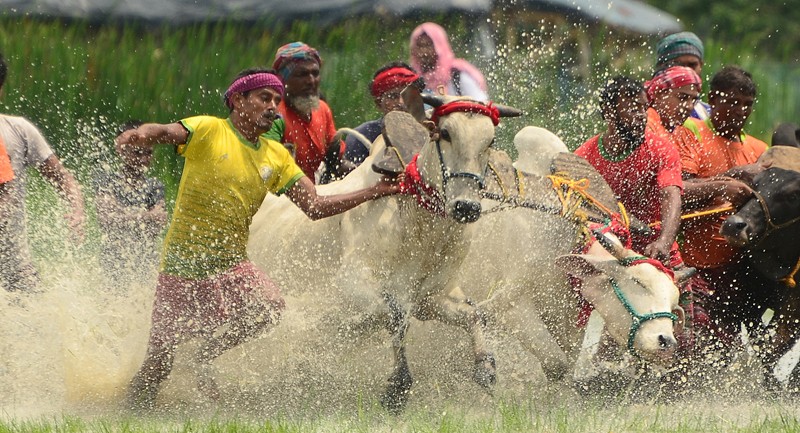 In Images: Tradition, Thrill, and Thundering Hooves: Bengal’s Moi Chara Cattle Race Festival