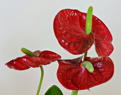 India's floriculture potential: Anthurium flowers exported from Mizoram to Singapore