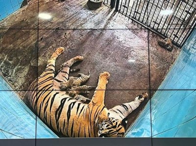 Delhi: Royal Bengal Tiger Aditi gives birth to six cubs in zoo
