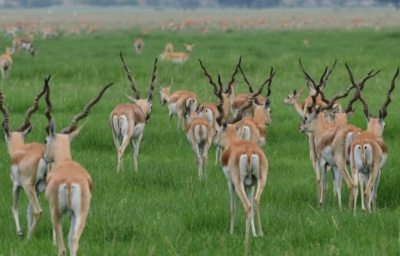 From Dust to Life: How Tal Chhapar Became India’s Grassland Revival Blueprint