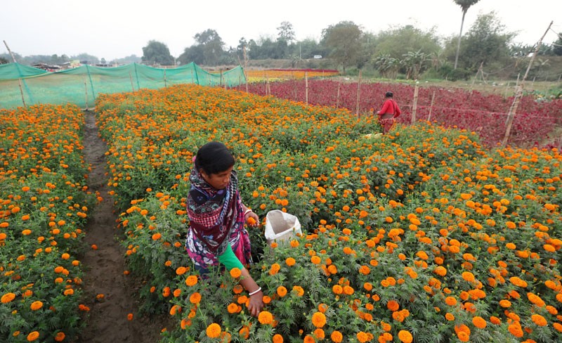 Khirai Flower Valley Colours West Bengal’s Countryside