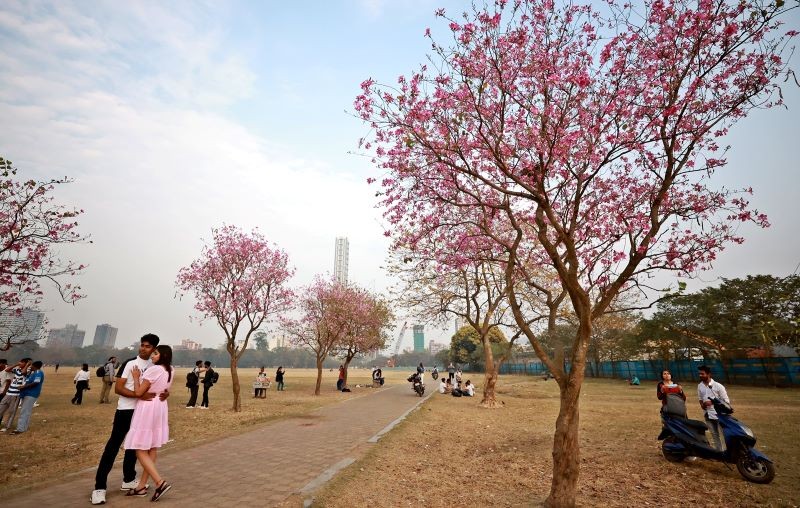 Spring in Bloom: Bauhinia Flowers Paint Kolkata Maidan Pink