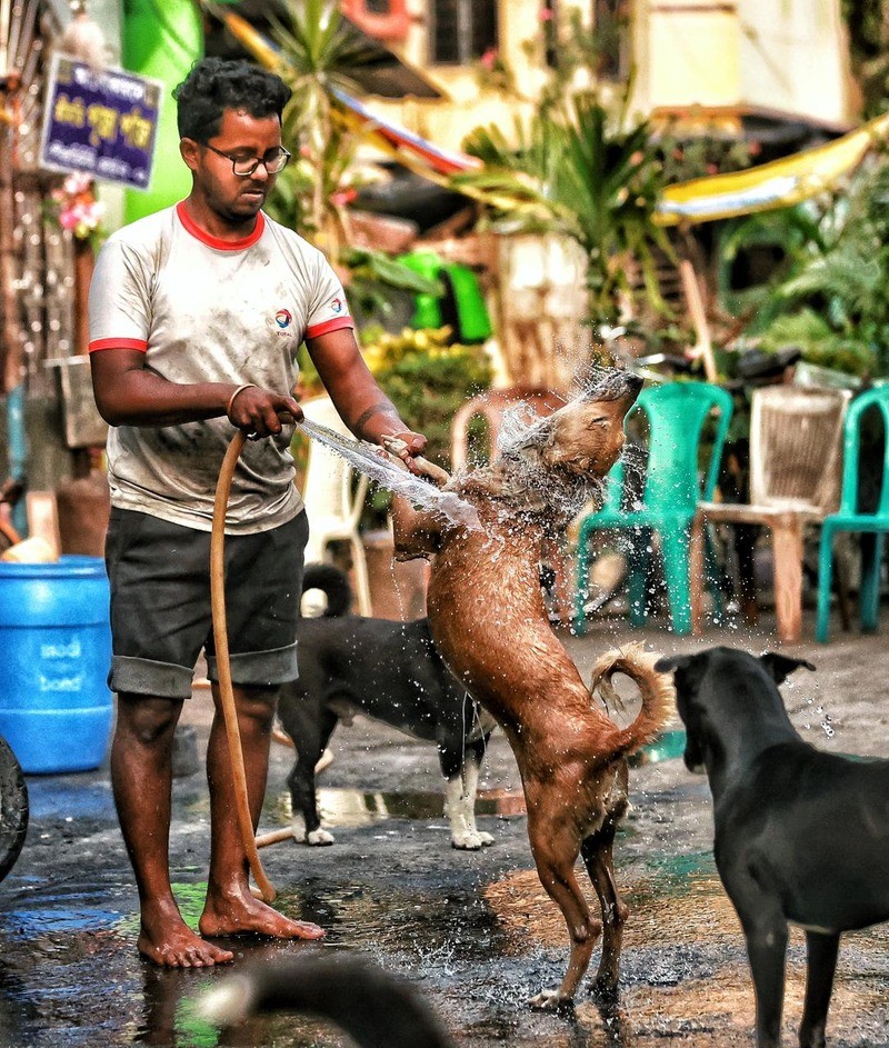 In Images: Mechanic offers relief to stray dogs amid summer heat in Kolkata
