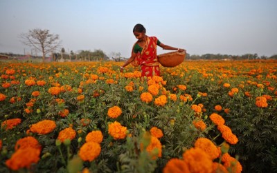 Khirai Flower Valley Colours West Bengal’s Countryside