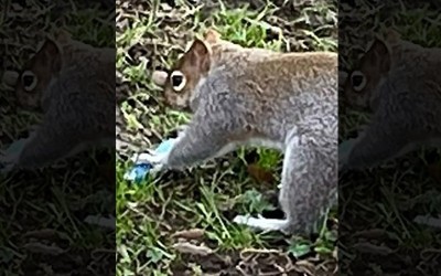 Viral clip shows squirrel chewing e-cigarette—Experts sound alarm