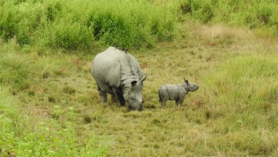A Wild Success? Tracking a Decade of Rhino Reintroduction in Manas