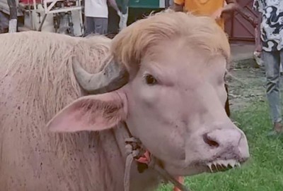 Meet Bangladesh’s ‘Donald Trump’ buffalo: This 700-kg pink giant is going viral