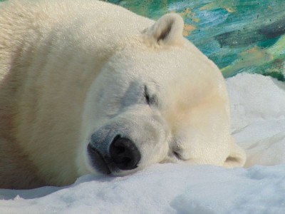 Boat operator fined Rs 5 Lakh for waking sleeping polar bear with foghorn in Norway