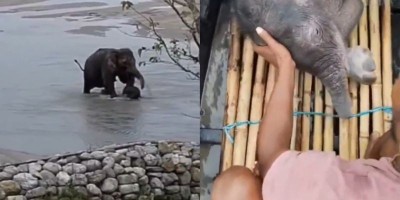 Heartwarming rescue: Fishermen brave Teesta's currents to save one-month-old elephant calf