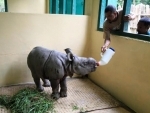 CWRC-MVS treats male rhino calf injured by tiger